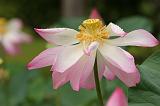 Fleurs 032